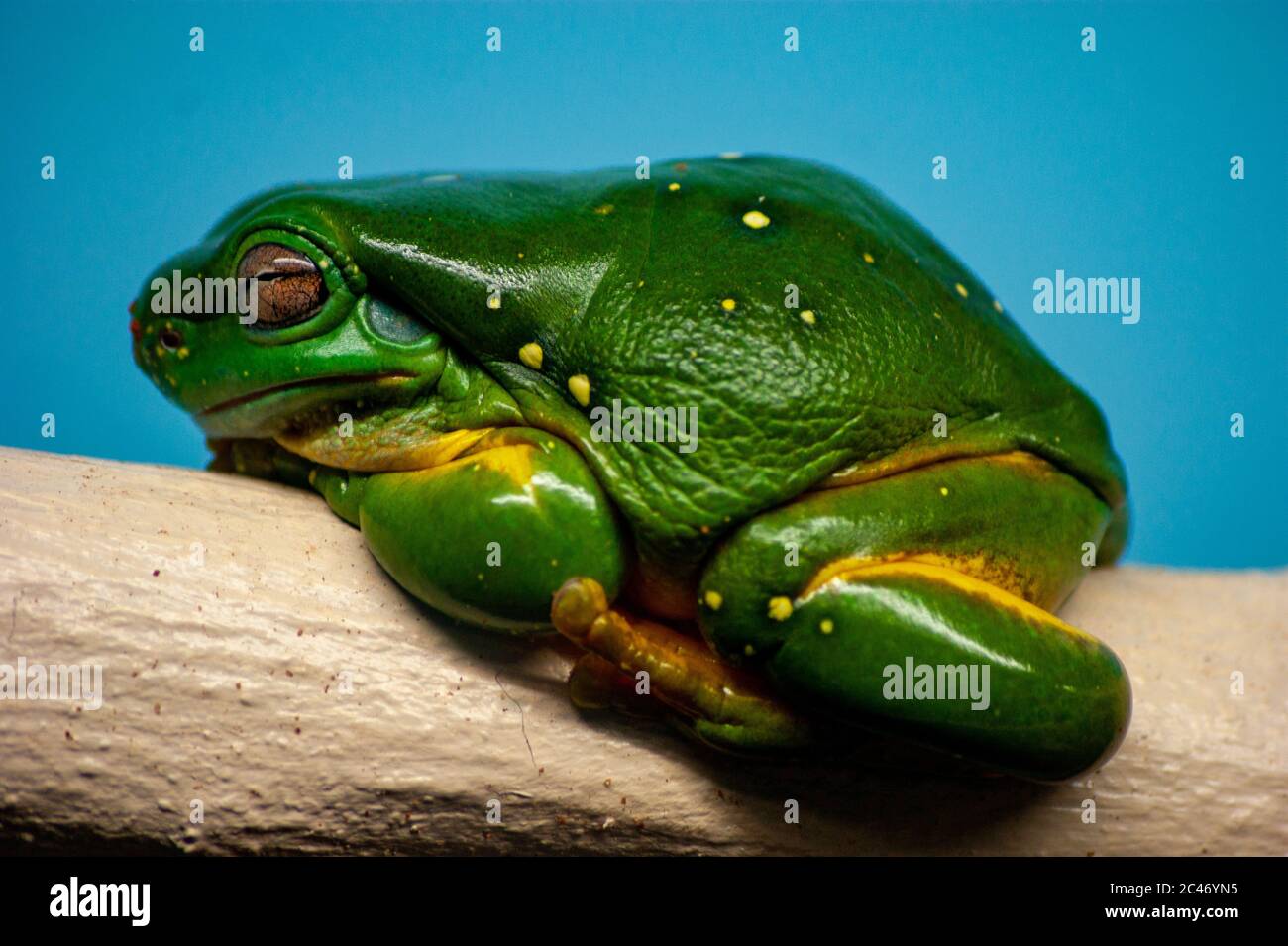 Frosch auf ein Protokoll Stockfoto