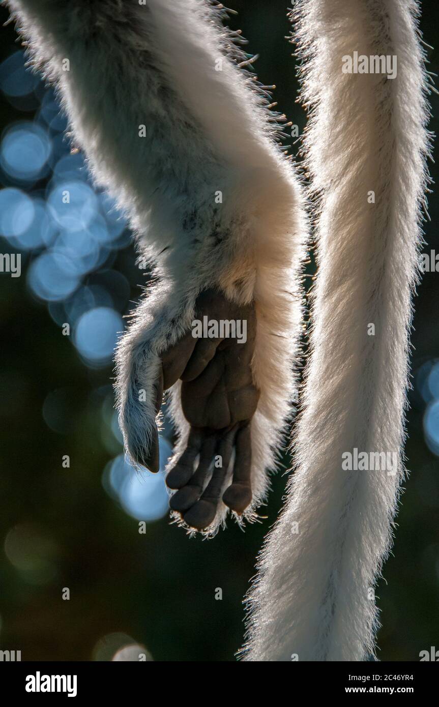 Nahaufnahme von Hand und Schwanz eines Sifaka-Lemurs Stockfoto