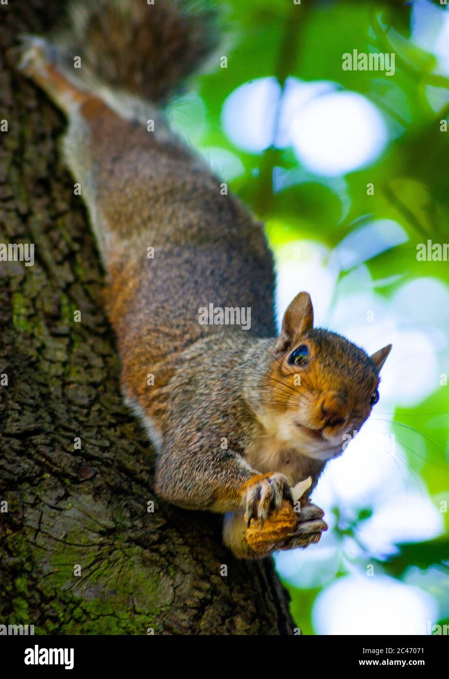 Eichhörnchen hängend von einem Baum mit einer Mutter Stockfoto
