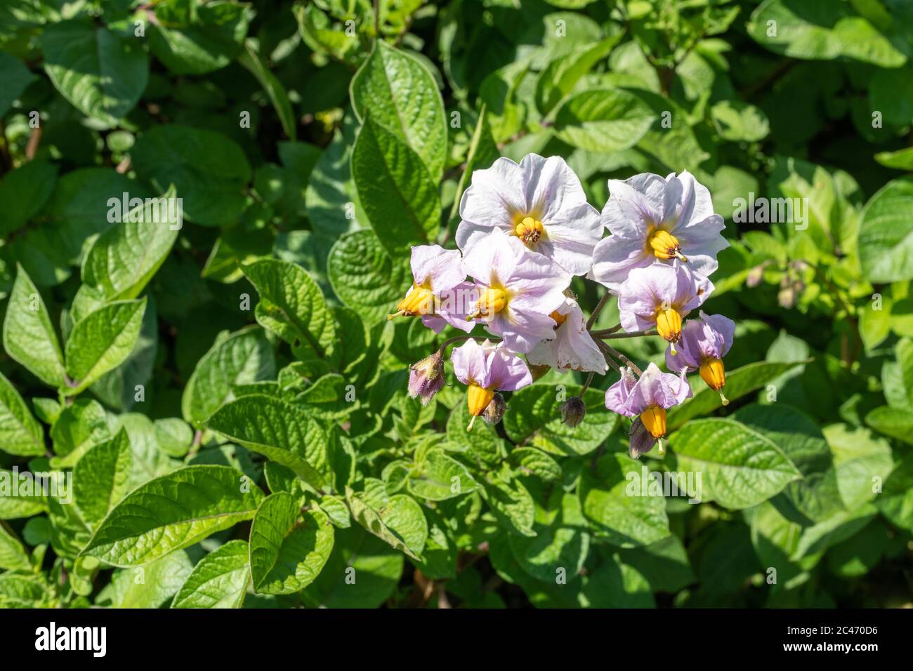 Kartoffel 'Setanta' Pflanzen mit Blumen wachsen in einem Gemüsegarten im Juni, Großbritannien Stockfoto