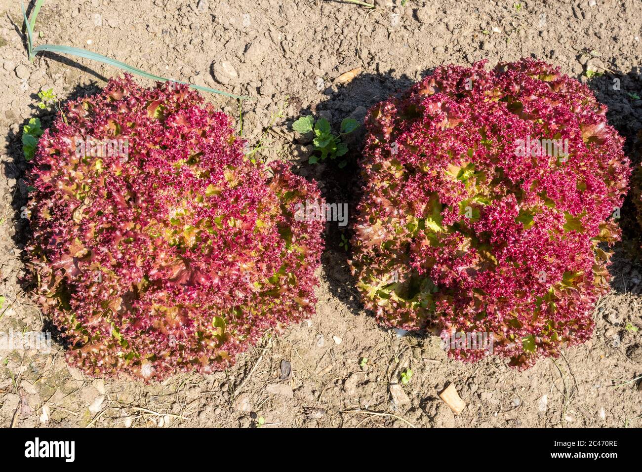 Rote Blattsalate wachsen in einem englischen Gemüsegarten, Großbritannien Stockfoto
