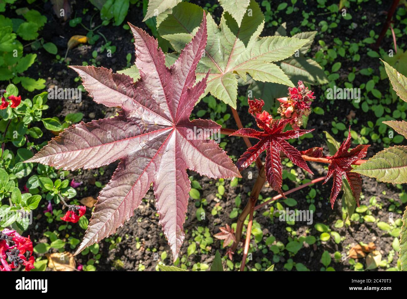 Rizinusölpflanze Ricinus communis 'Red Giant' Stockfoto