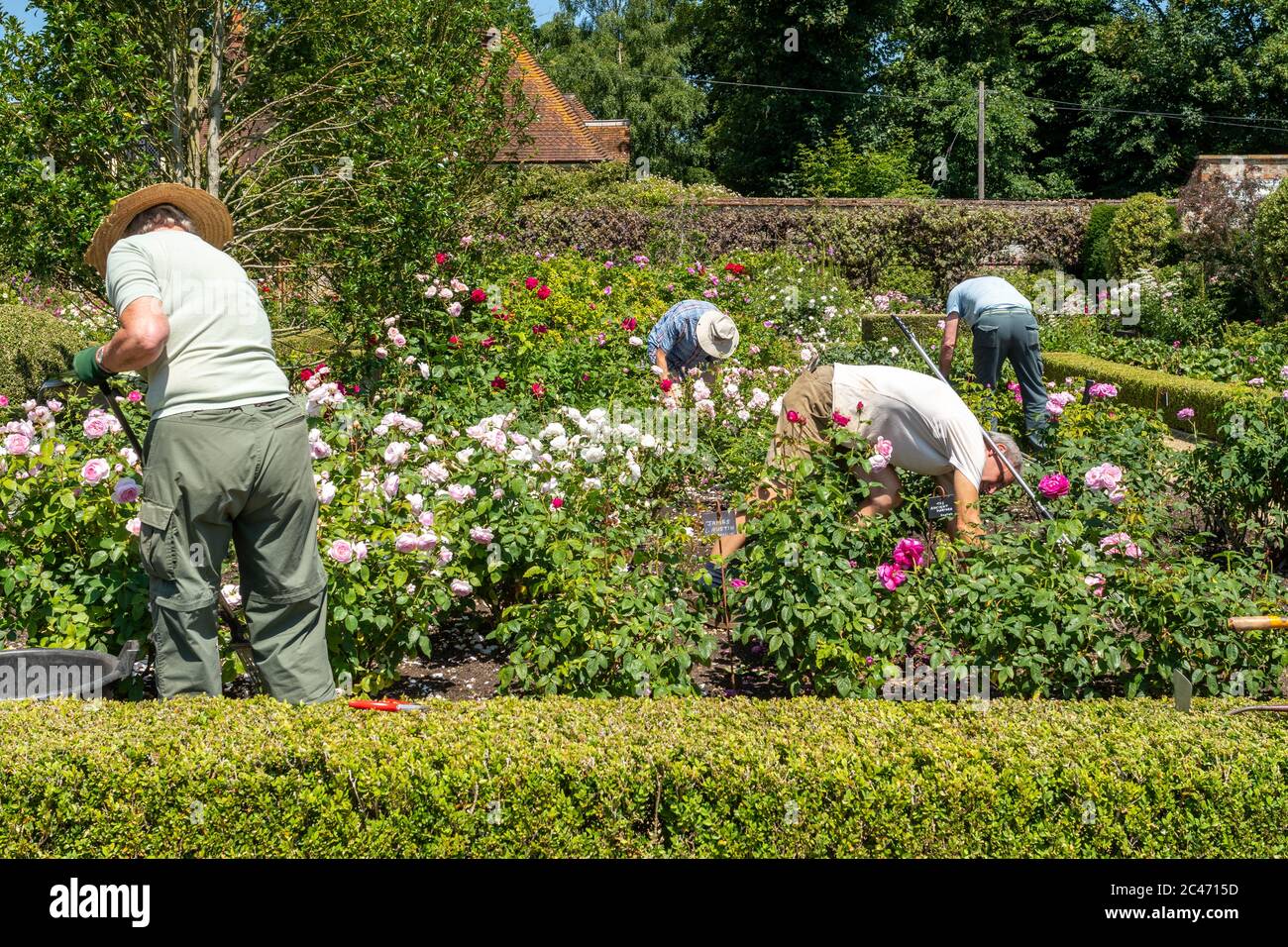 Menschen, die im Rosengarten im Loseley Park, Surrey, England, Großbritannien, arbeiten. Gärtner, Gartenarbeit Stockfoto
