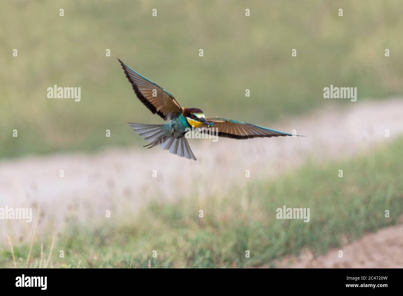 Bee Eater; Merops apiaster; im Flug; Ungarn Stockfoto