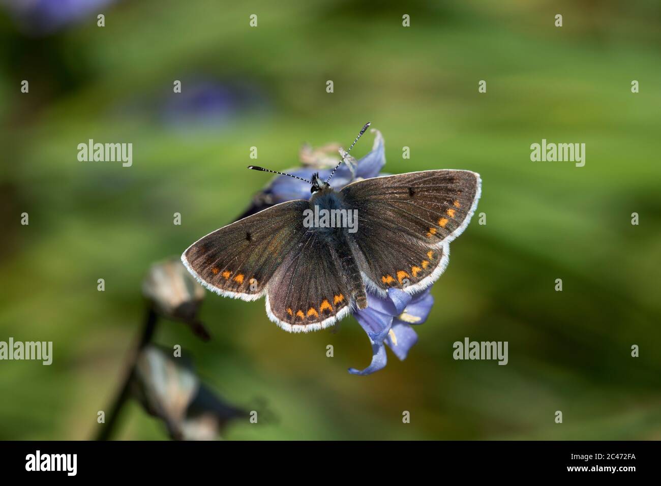 Braune Argus Schmetterling; Aricia agestis; Männlich; Großbritannien Stockfoto