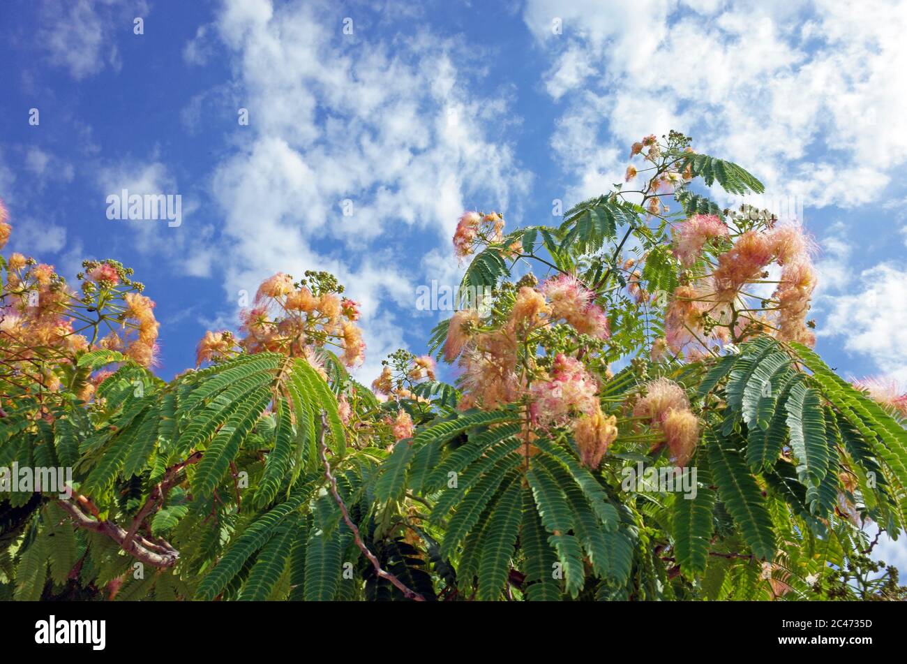 Blumen aus persischer Seide oder rosa Seide Baum (Albizia julibrissin) in sardischen Garten Stockfoto