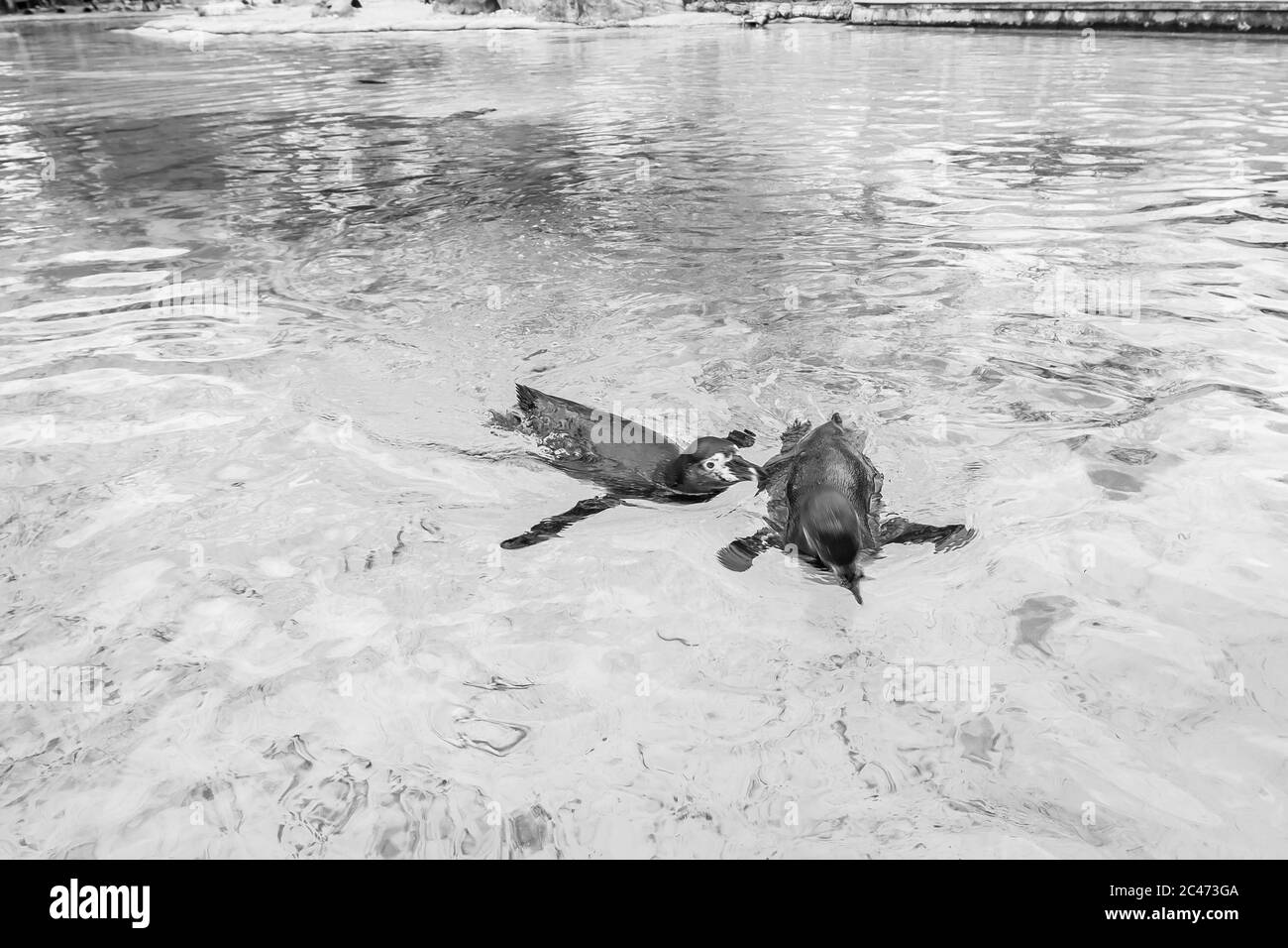 Graustufenaufnahme von amerikanischen Blässhühner, die im See schwimmen London Stockfoto