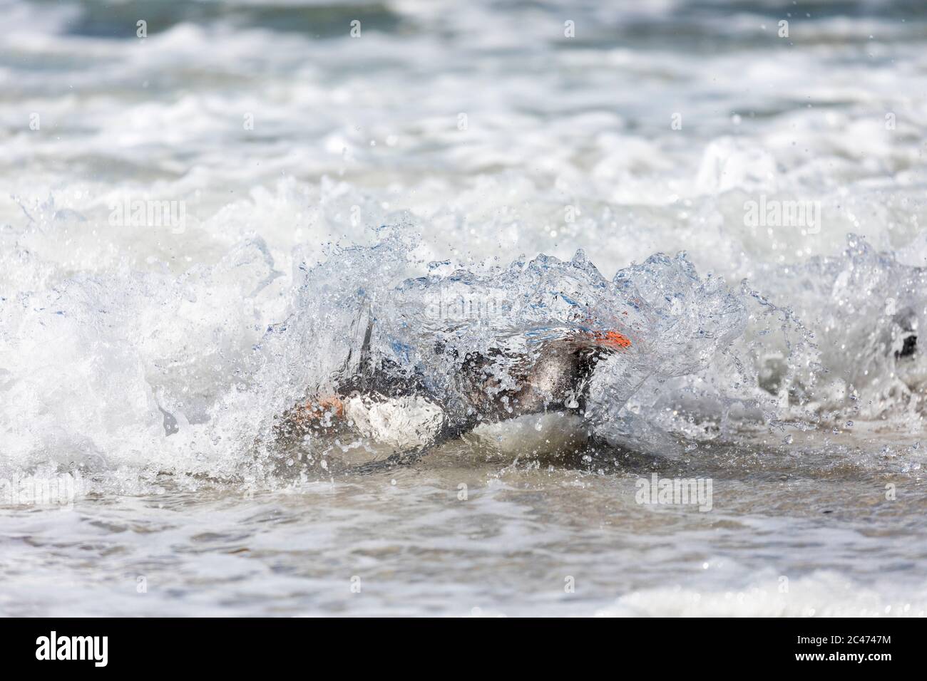 Gentoo Penguin; Pygoscelis papua; im Surf Ankunft am Strand; Falkland; Stockfoto