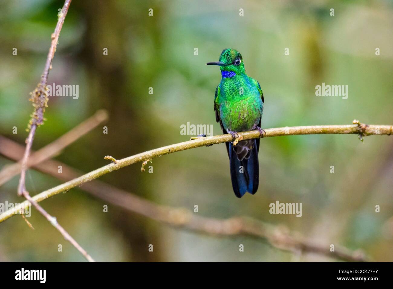Grün gekrönte Brillanten, Heliodoxa-Jacula, Anden-Nebelwald, Mashpi Lodge, Mashpi Private Nature Reserve, Mashpi, Choco, Anden oder Anden Mountains Stockfoto