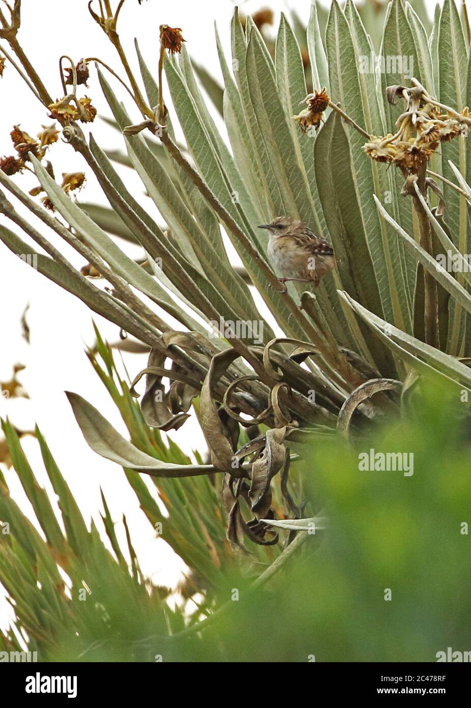 Apolinar der Zaunkönig (Cistothorus apolinari) erwachsenen Stammzellen Suma Paz, in der Nähe von Bogotá, Kolumbien November gehockt Stockfoto
