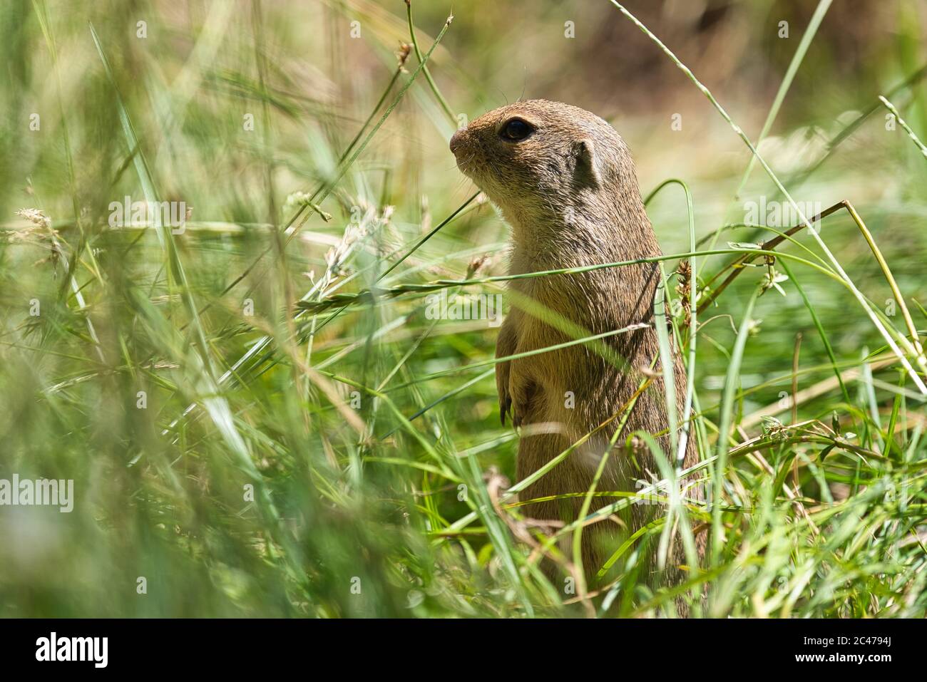 Zieselmaus Hornchen sciuridae -Fotos und -Bildmaterial in hoher Auflösung – Alamy