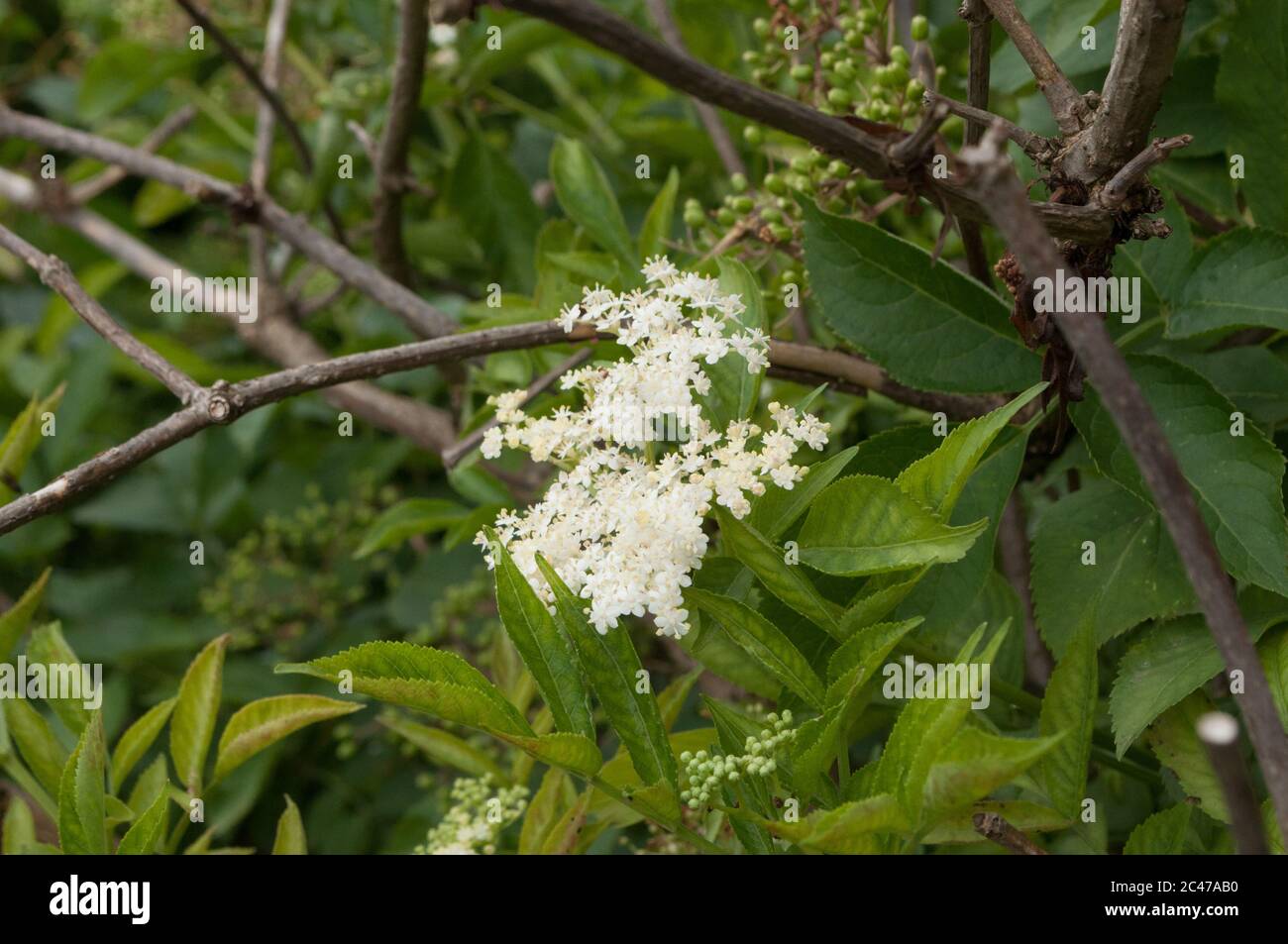 Weiße Blüten wachsen auf dem Ast Stockfoto