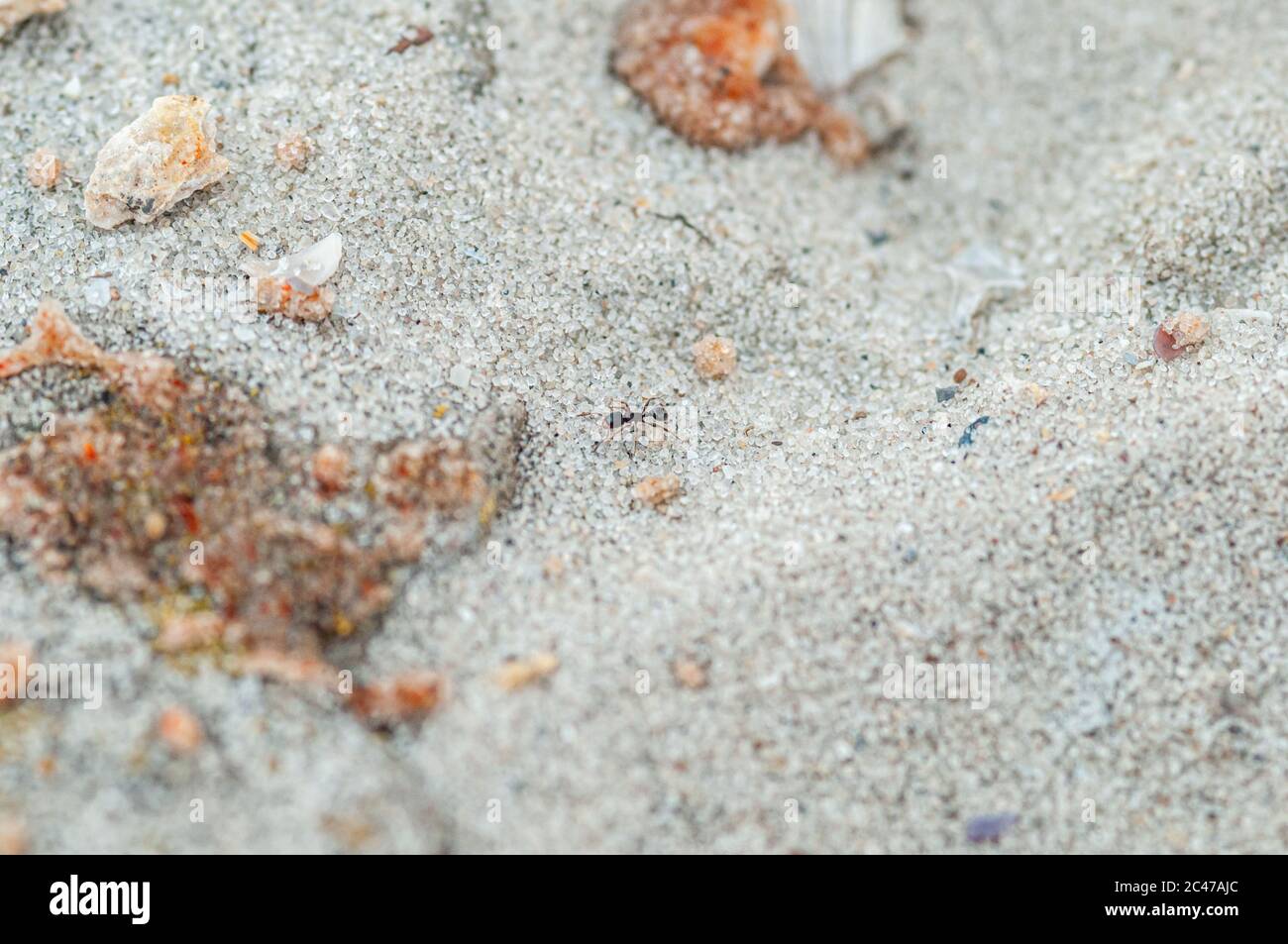Eine Ameise, die durch den Sand läuft Stockfoto