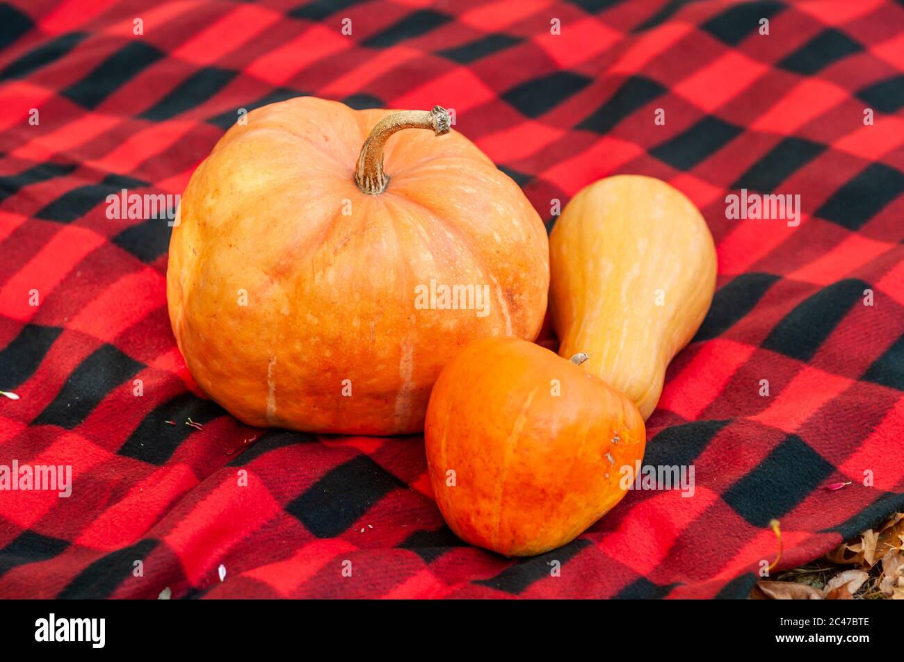 Oranger Kürbis auf einem Karli Stockfoto