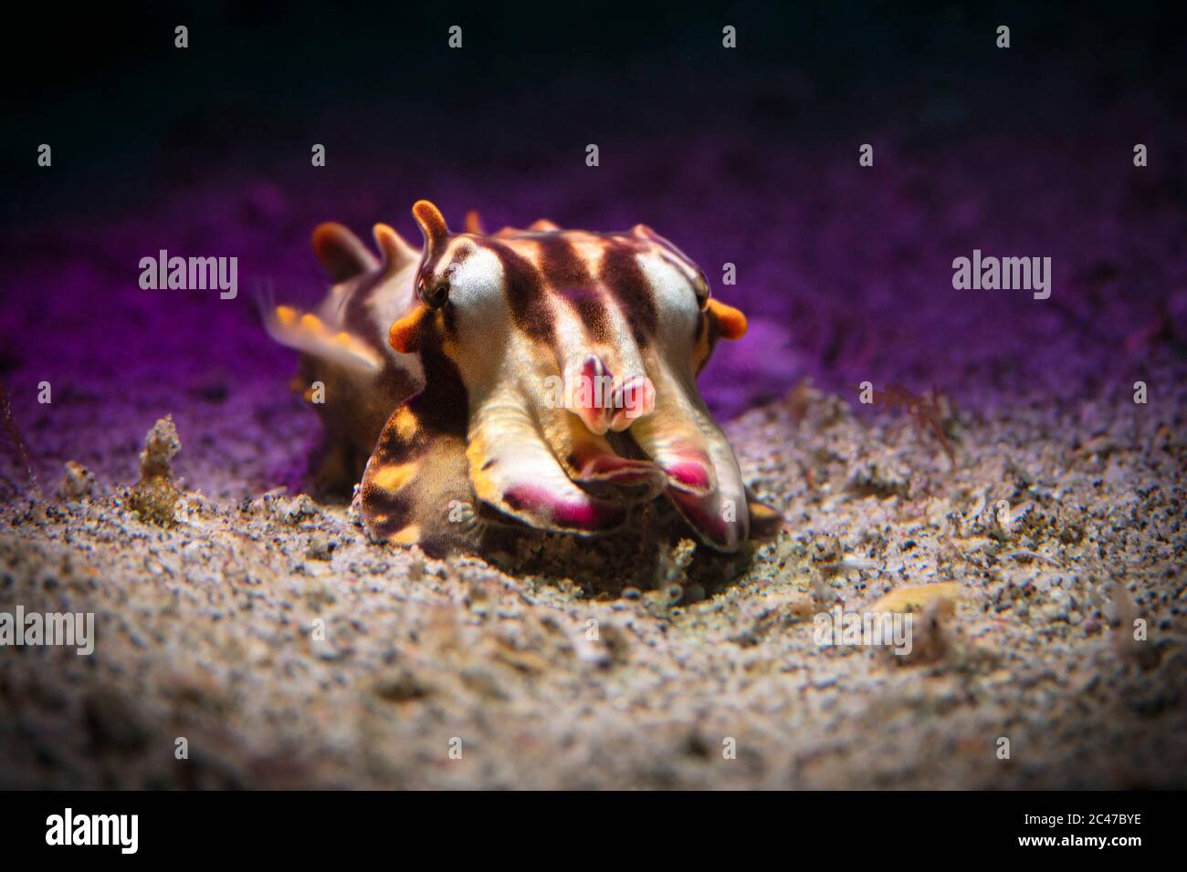 Extravaganter Tintenfisch (Metasepia pfefferi). Unterwassermakro-Fotografie aus Aniilao, Philippinen Stockfoto