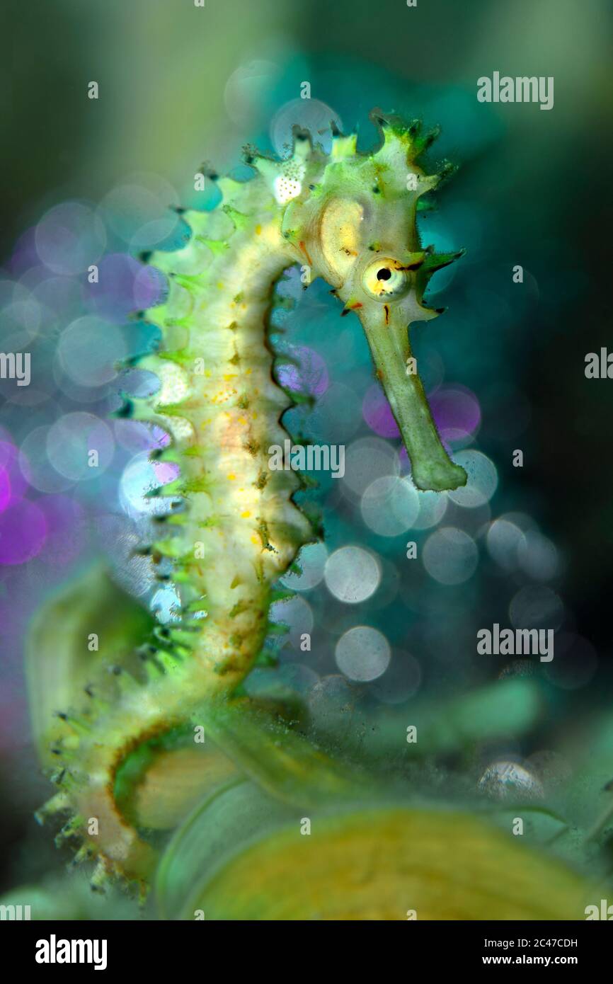 Seepferdchen (Hippocampus histrix). Unterwassermakro-Fotografie aus Aniilao, Philippinen Stockfoto