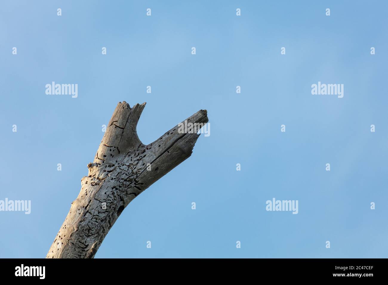 Toter Baum Zweig mit blauem Himmel als Hintergrund Stockfoto