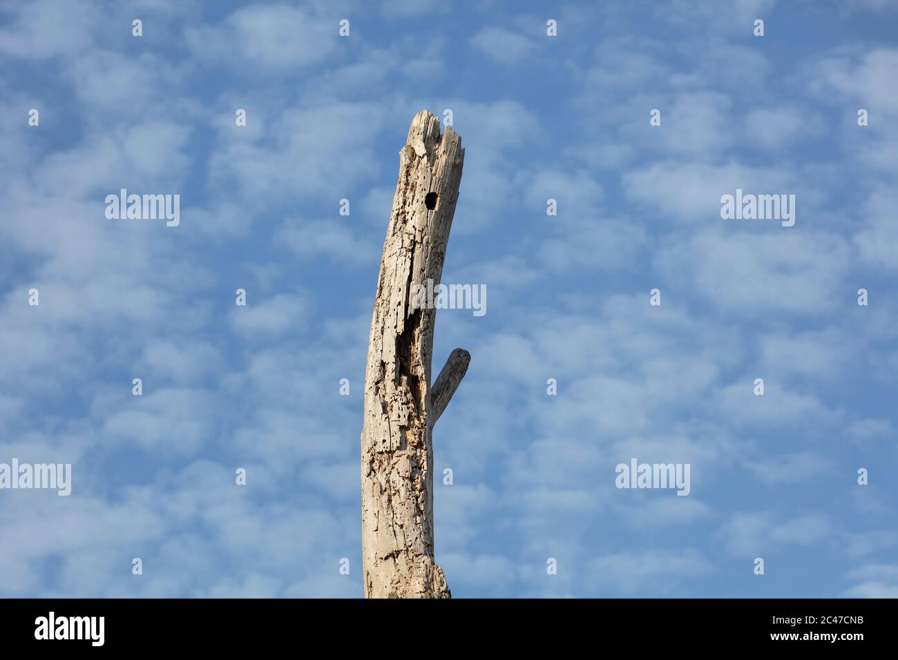 Toter Baum Zweig mit blauem Himmel als Hintergrund Stockfoto