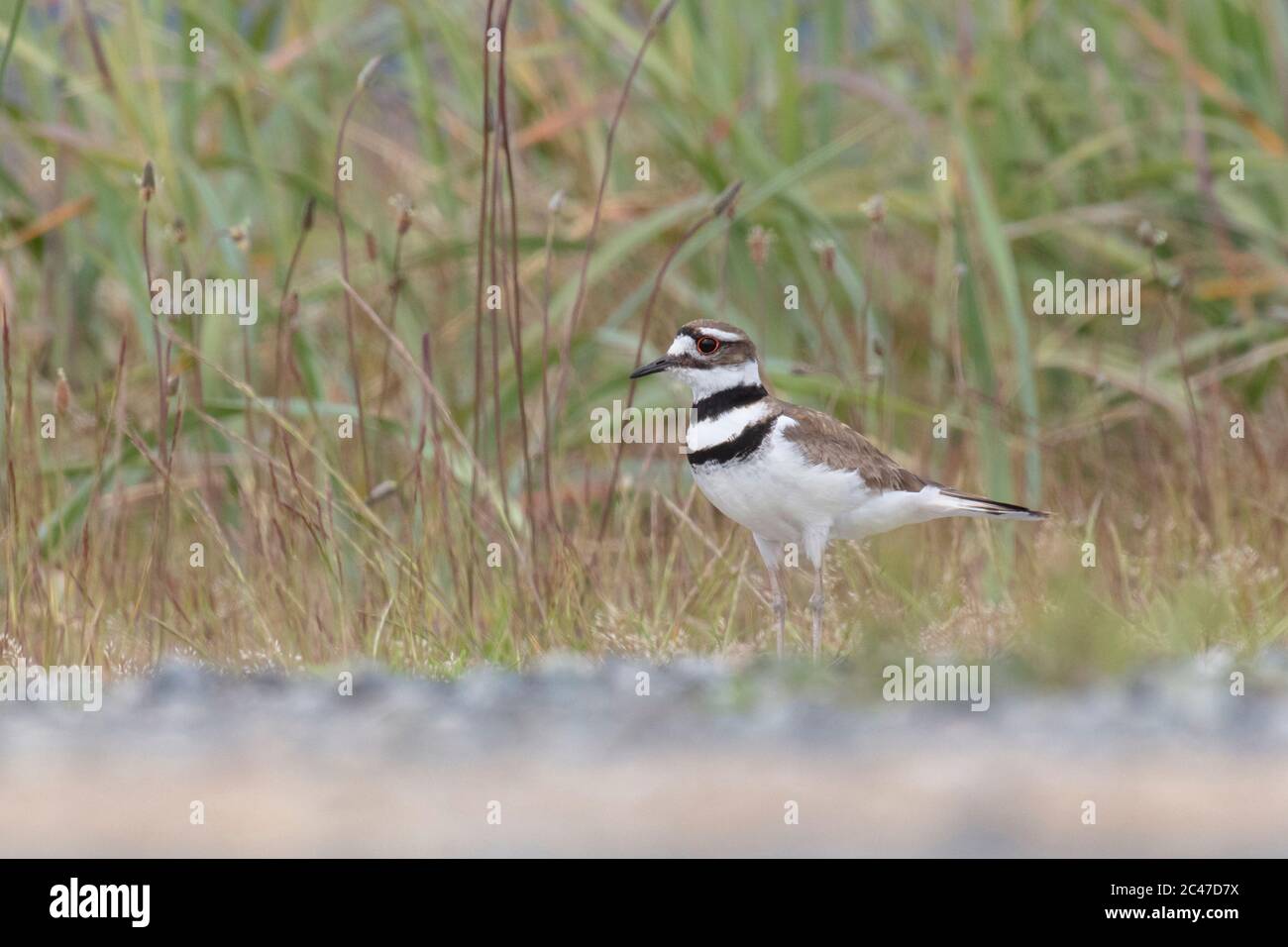 Killdeer-Plünderung Vogel in Richmond BC Kanada Stockfoto