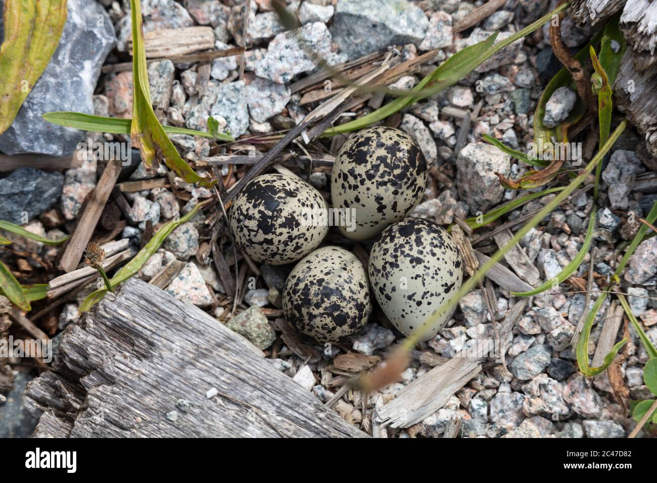 Killdeer Nest und Eier in Richmond BC Kanada Stockfoto