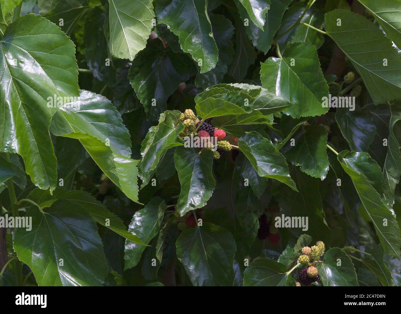 Morus, eine Gattung von blühenden Pflanzen in der Familie Moraceae, besteht aus verschiedenen Arten von Laubbäumen, bekannt als Maulbeeren Stockfoto