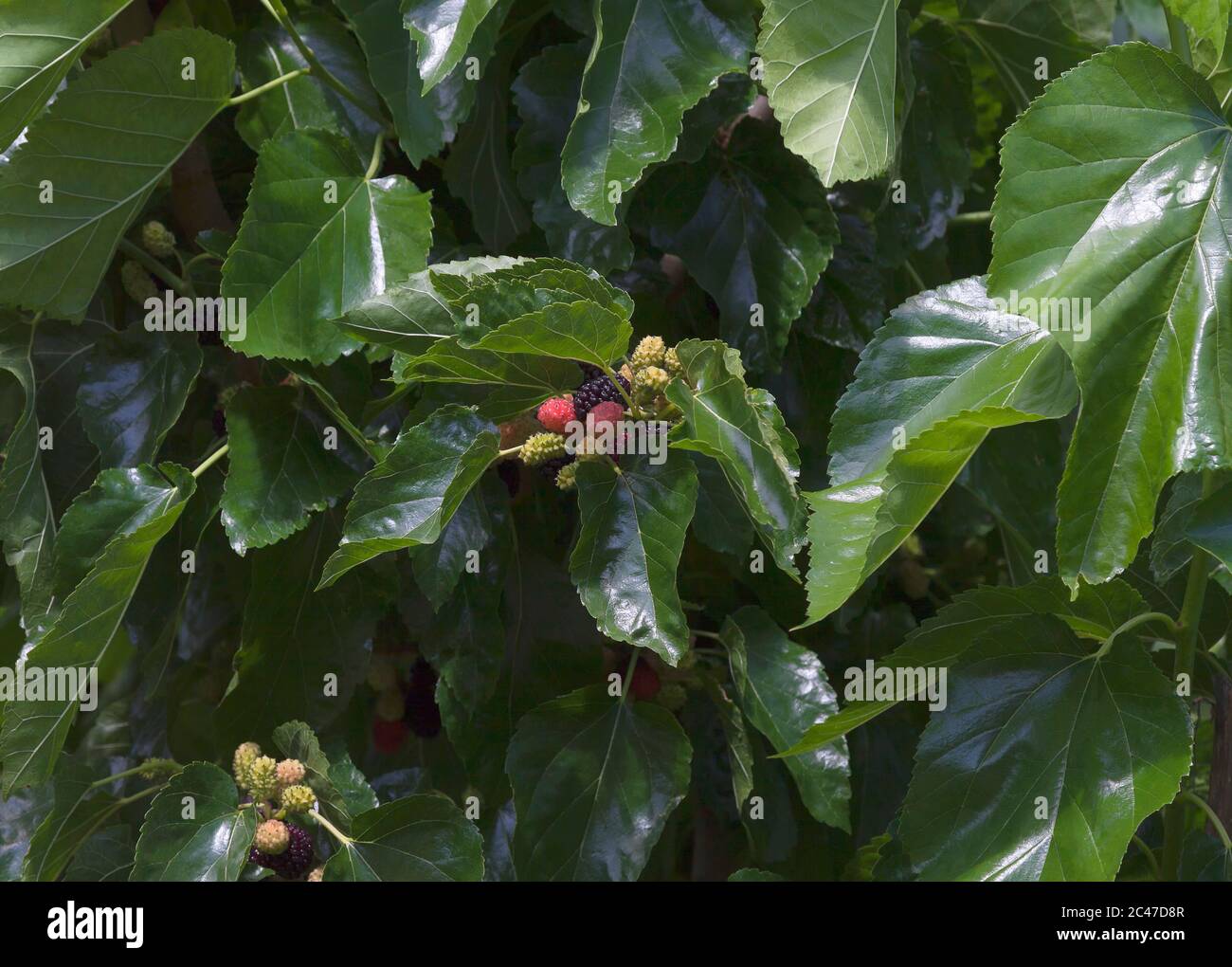 Morus, eine Gattung von blühenden Pflanzen in der Familie Moraceae, besteht aus verschiedenen Arten von Laubbäumen, bekannt als Maulbeeren Stockfoto