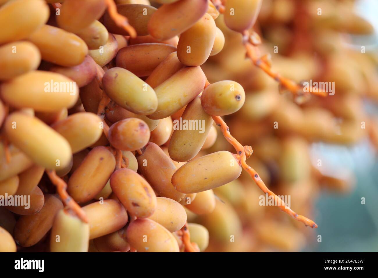 Nahaufnahme von gelben unreifen Datteln, die auf der Palme wachsen Stockfoto