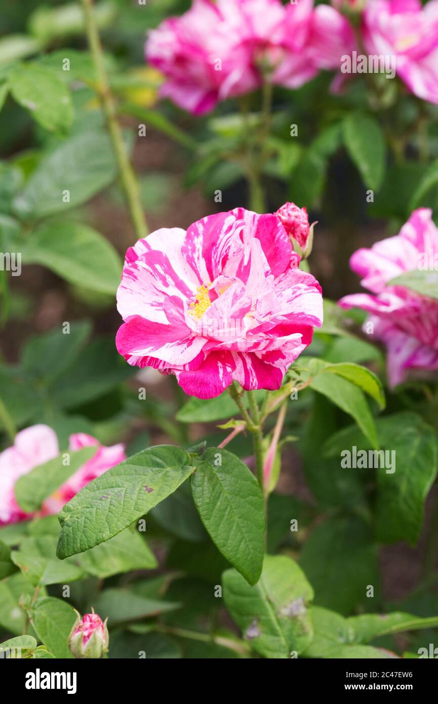 Rosa Gallica 'Versicolor'. Rosa Strauchrose Mundi in einem englischen Garten. Stockfoto