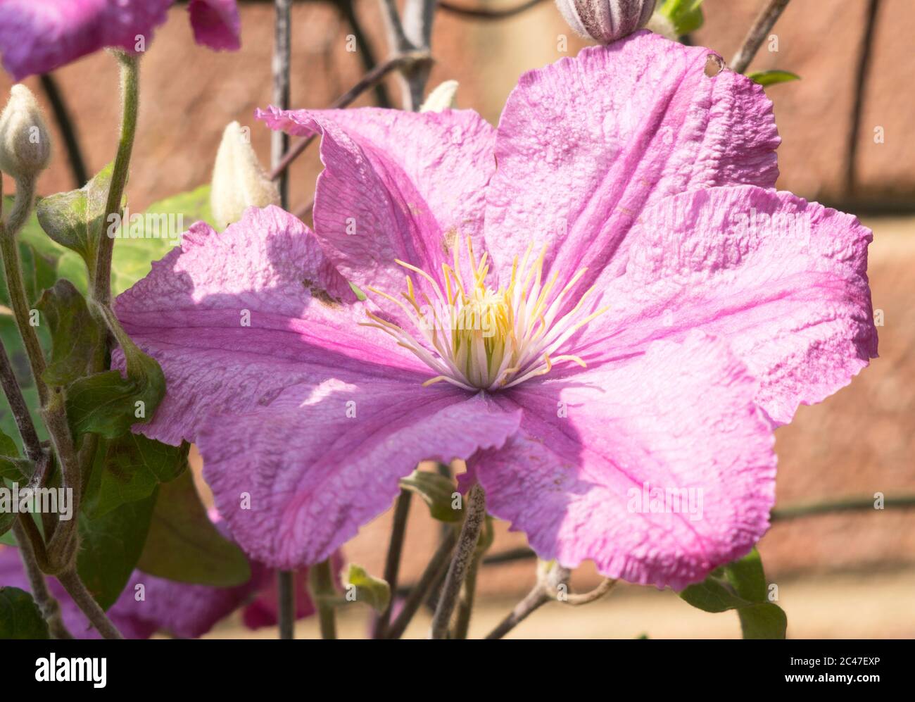Nahaufnahme der rosa Clematis-Blütensorte Comtesse De Bouchard im Juni, England, Großbritannien Stockfoto
