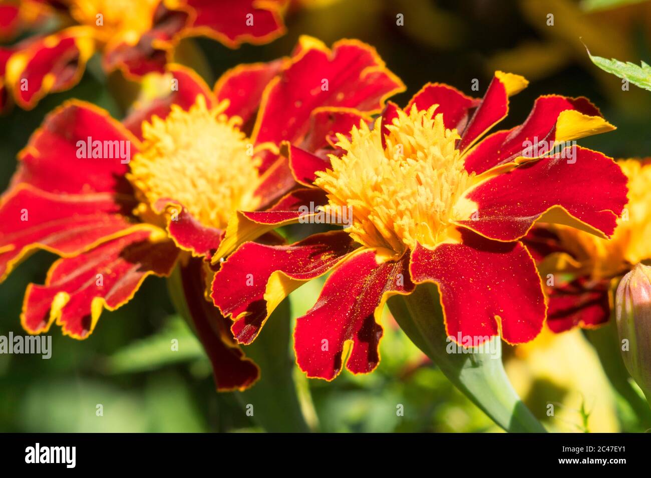 Nahaufnahme von Blumen der französischen Ringelblume (Tagetes patula), England, Großbritannien Stockfoto
