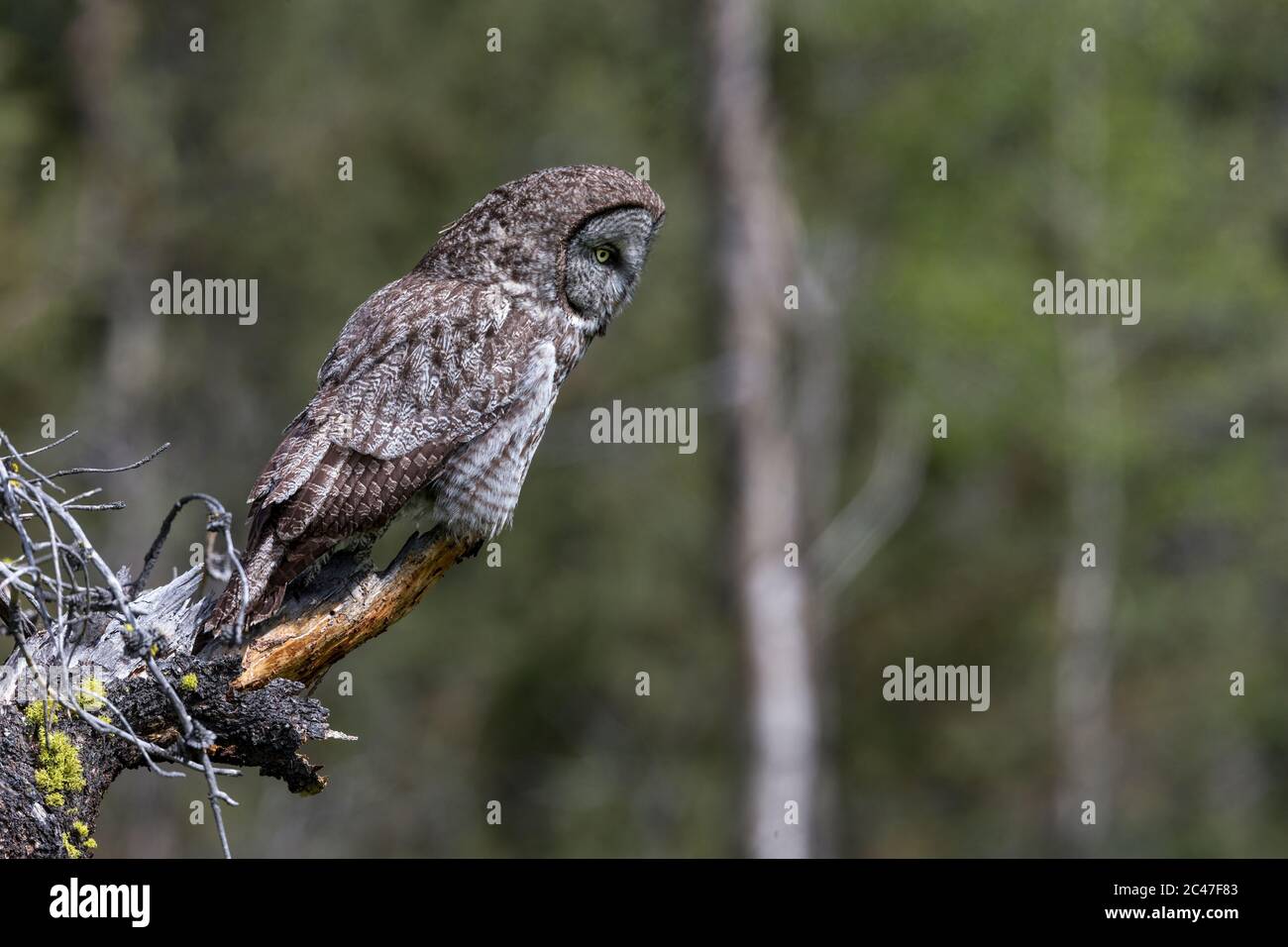 Great Grey Owl thront im kanadischen Landesinneren von british columbia Stockfoto