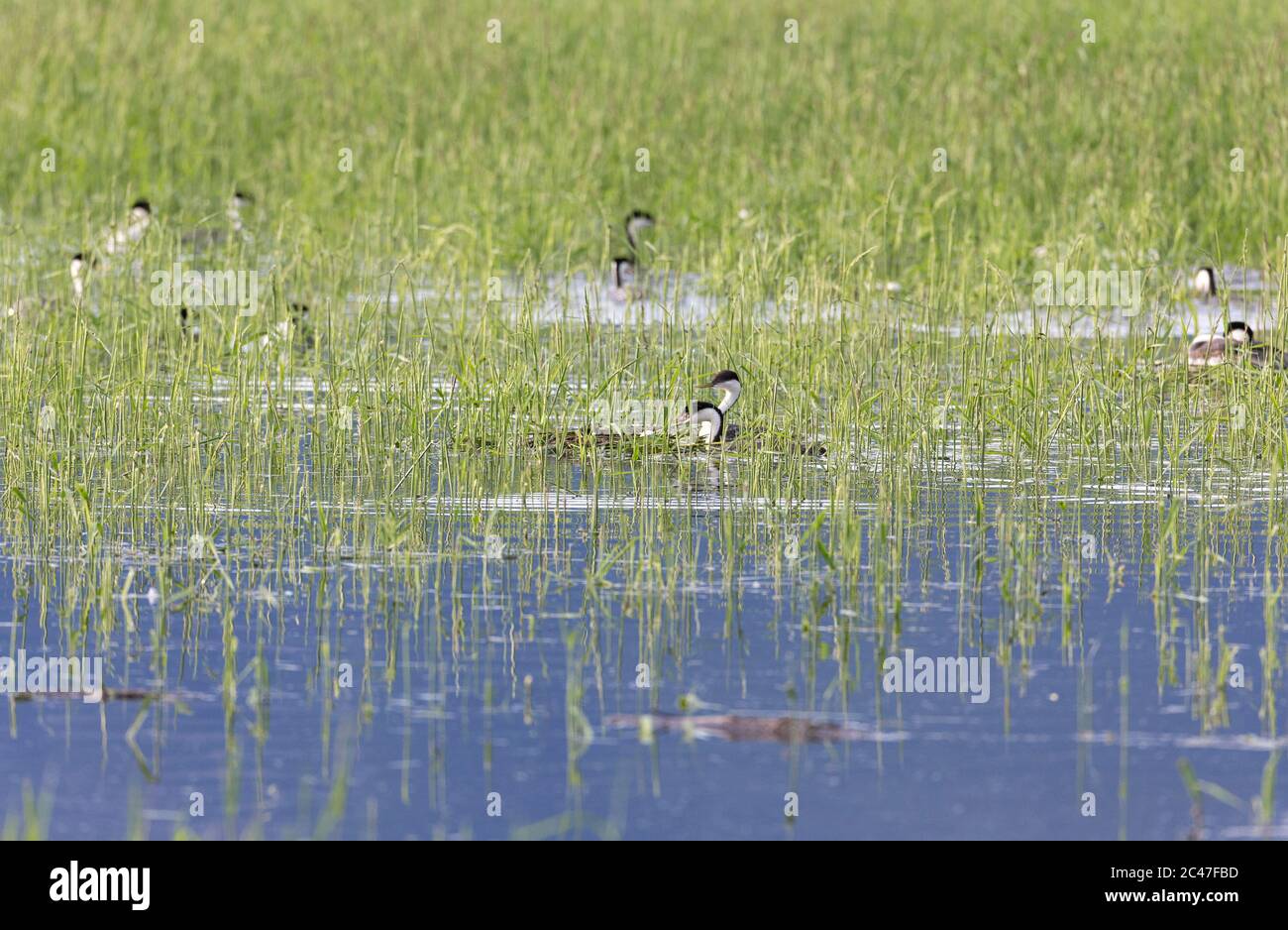 westengräbe nisten am Lachsarm british columbia Kanada Stockfoto