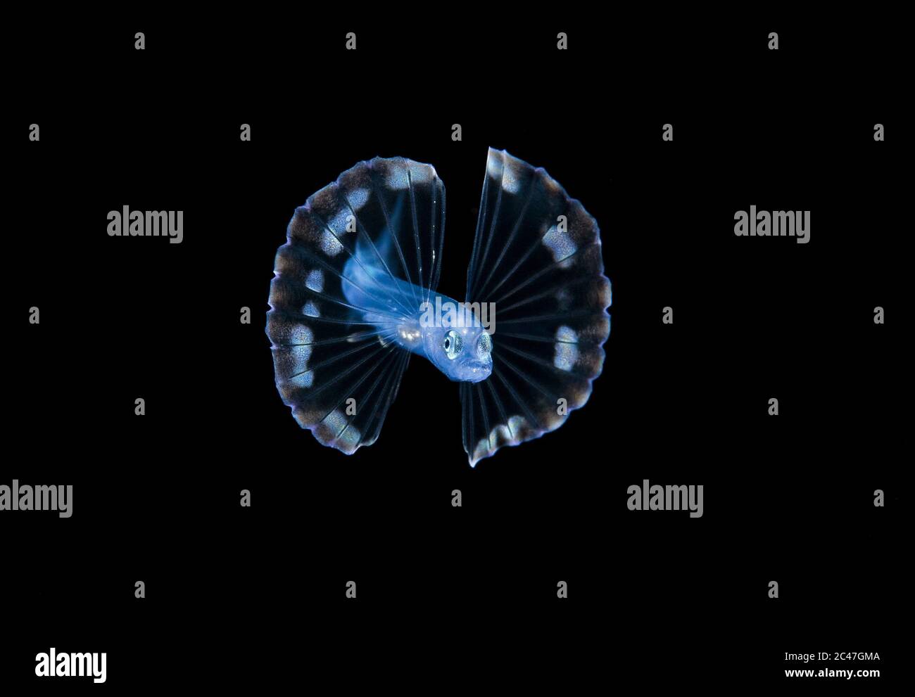 Unidentifiziertes Tiefwasser Tripodfish Larve, Ipnopidae Familie, fotografiert während eines Schwarzwasser-Drift-Tauchgangs im offenen Ozean bei 20-40 Fuß mit Boden bei 50 Stockfoto