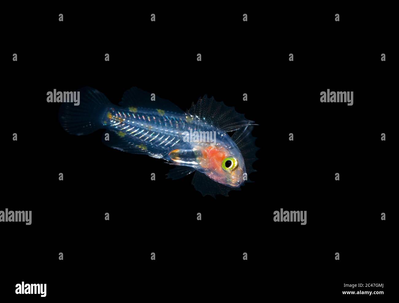 Larval Reef Bass, Pseudogramma Spezies, nachdem sie ihren langen Streamer verloren hatte, fotografiert während eines Blackwater Drift Tauchgangs im offenen Ozean bei 70 Fuß mit Botto Stockfoto
