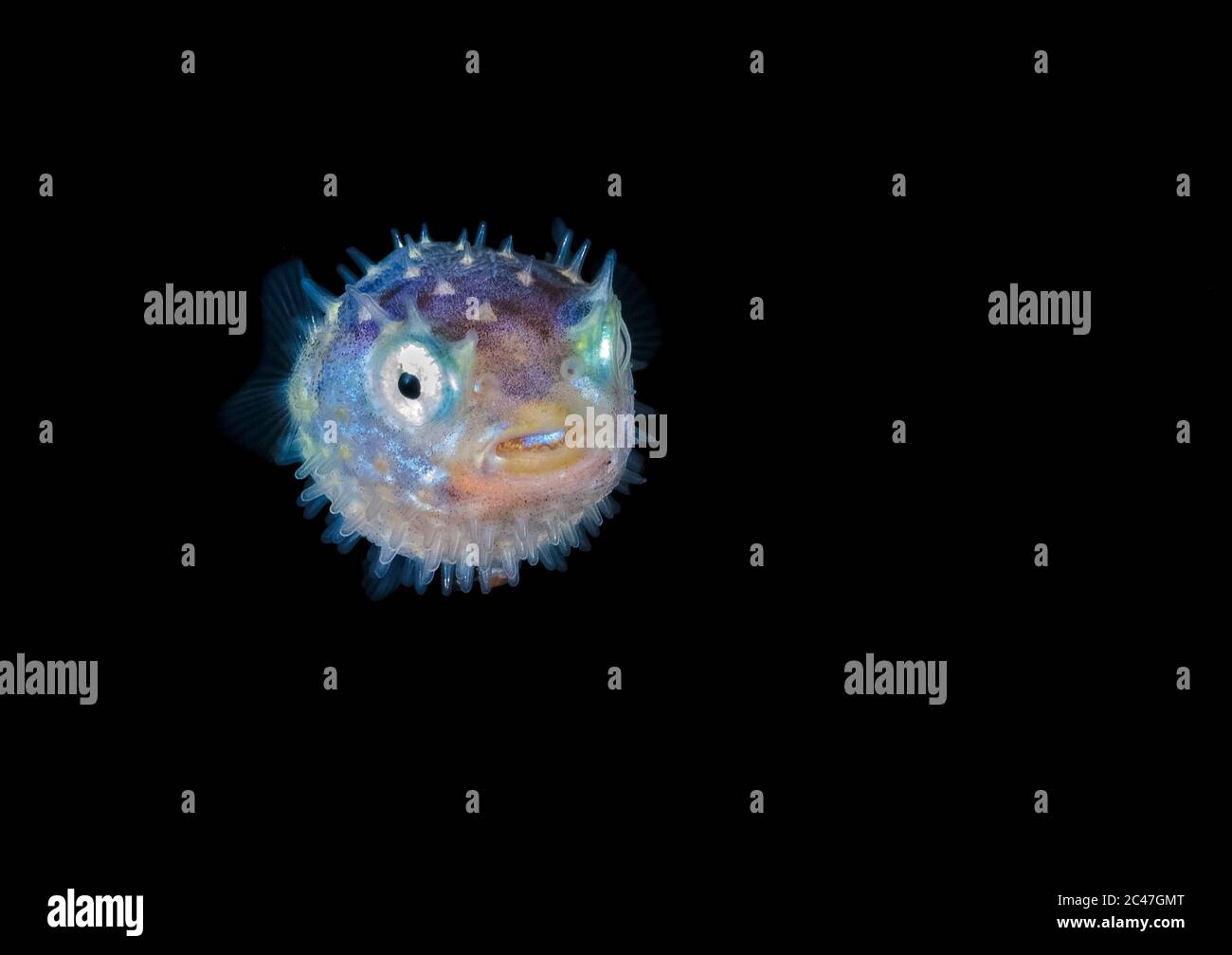 Nicht identifiziertes Baby Burfish oder Puffer, kurz aufblähen, nachdem sie durch die Lichter erschreckt. Blackwater Drift Dive, Palm Beach, Florida, USA Atlan Stockfoto