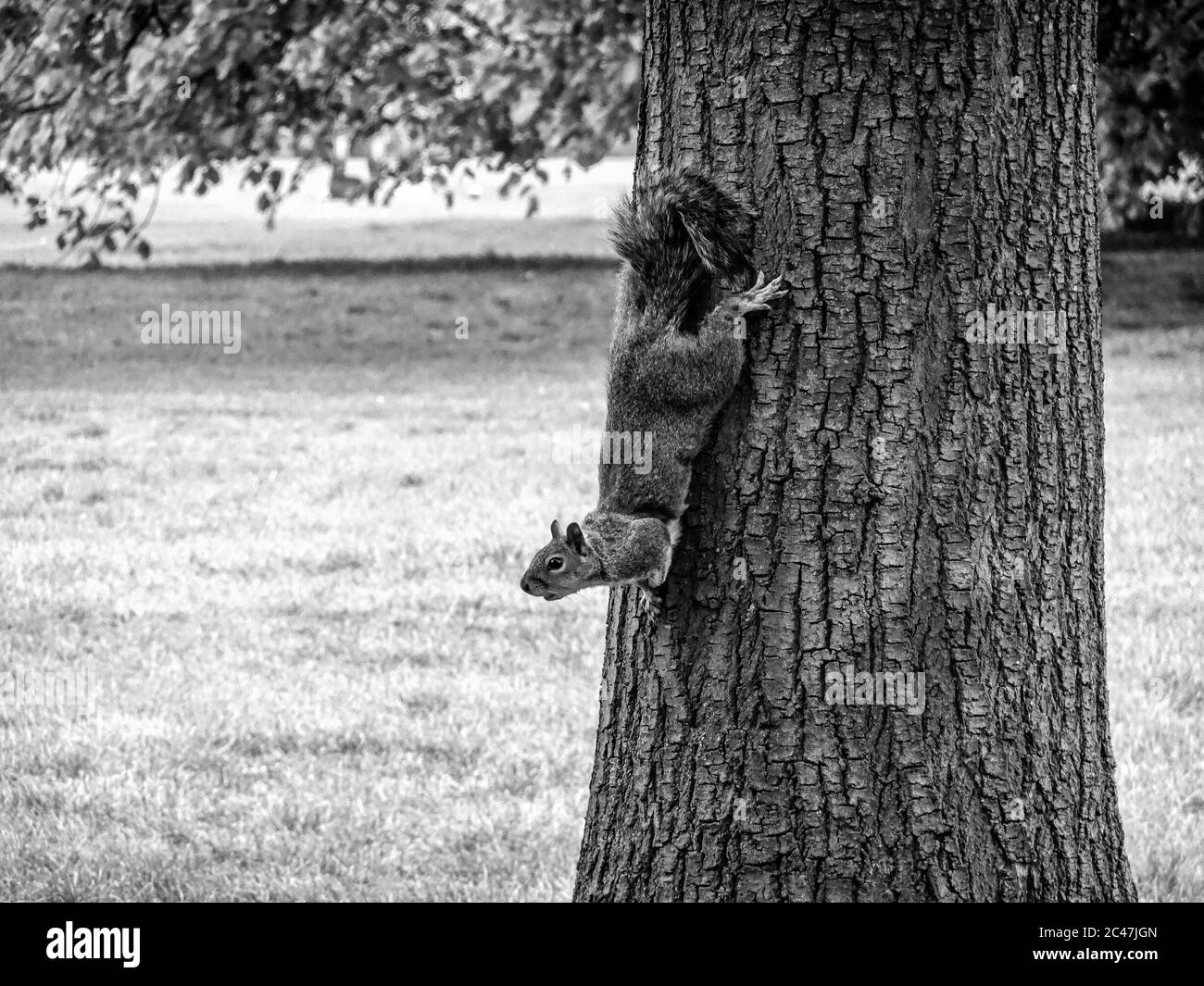 Graustufen Aufnahme eines niedlichen Eichhörnchen läuft den Baum hinunter Stockfoto