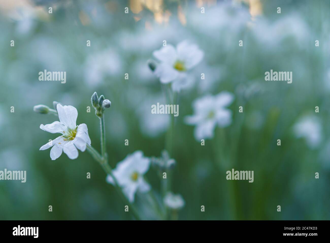 Floristik, Botanik Konzept - zarte kleine weiße Blumen aus dem unteren Makrowinkel vor dem Hintergrund des Sonnenuntergangs mit Softfokus-Kopierraum. Nahaufnahme Stockfoto