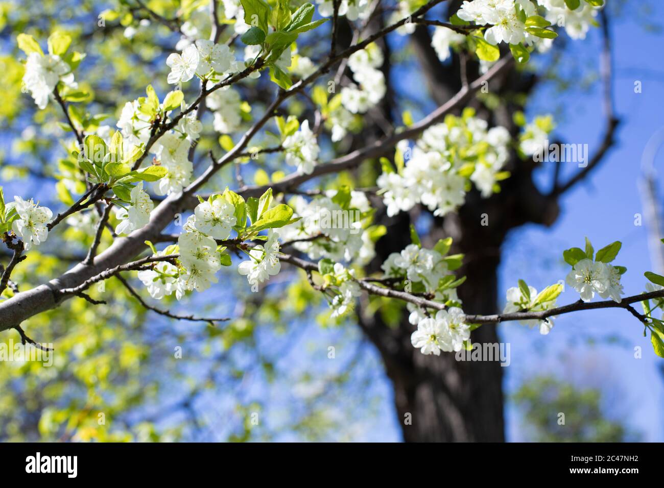Blüte Kirsche weiß kleine Blumen, Frühling blühenden Obstgarten. Schöne natürliche Hintergrund. Zarte Kirschbaumblüten mit grünen Blättern. Stockfoto