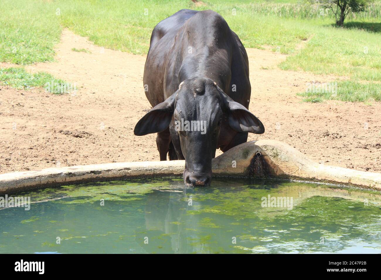 Schwarze Kuh ohne Hörner Trinkwasser aus einer Schüssel Stockfoto