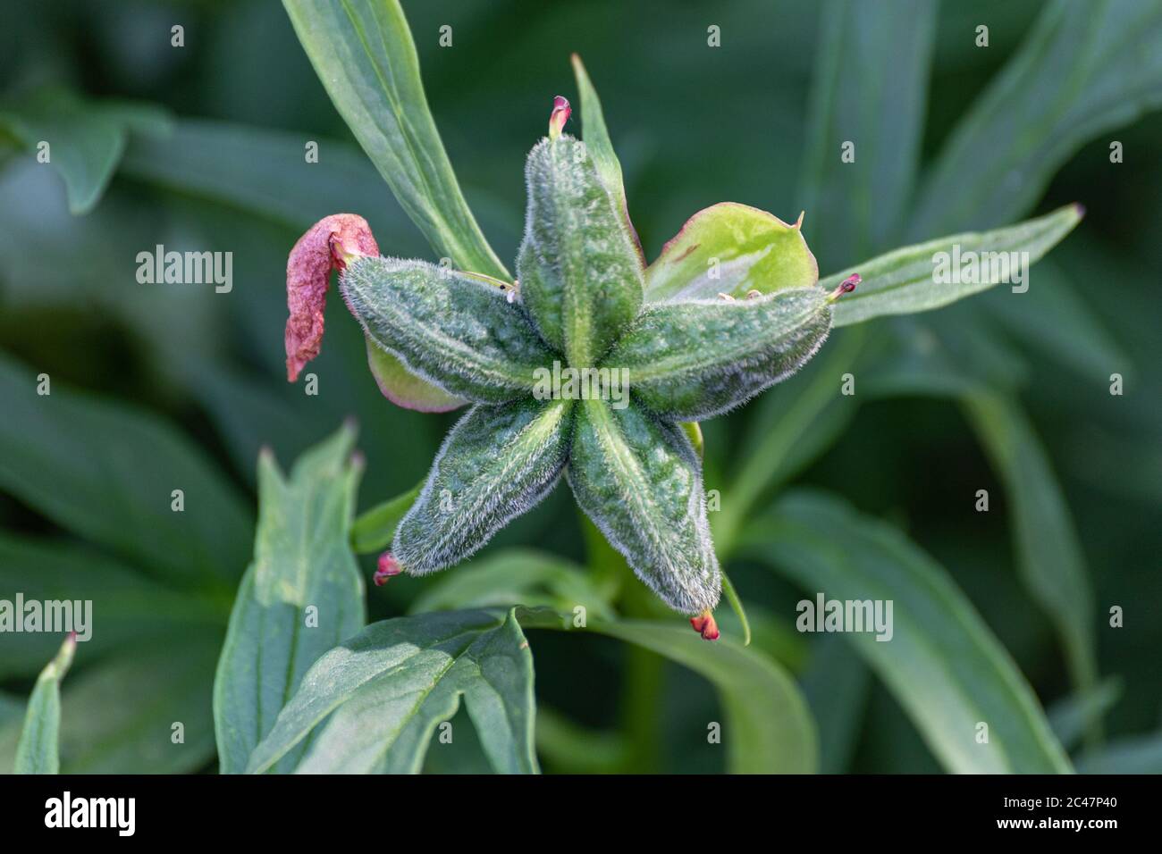 Paeonia anomala Follikel Stockfoto