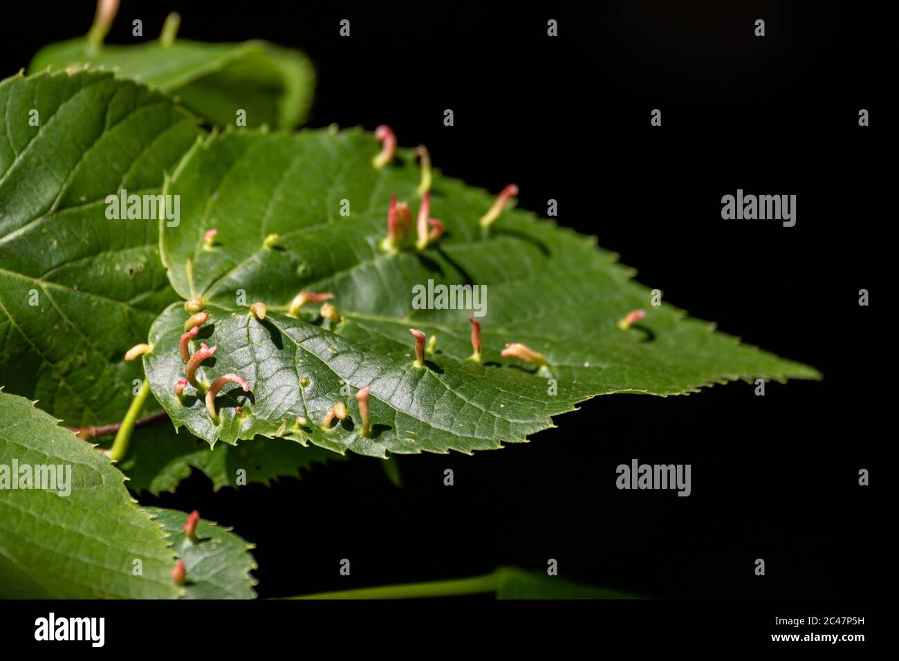 Blattgallen auf einem Blatt von Tilia americana, allgemein bekannt als American Basswood oder American Linden Stockfoto