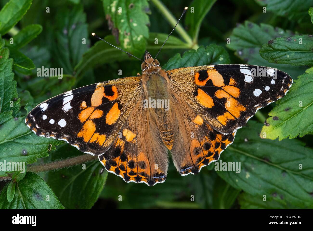 Gemalte Dame Schmetterling (Vanessa cardui) mit Flügeln ausgestreut ruht auf einem Sommerblatt Stockfoto