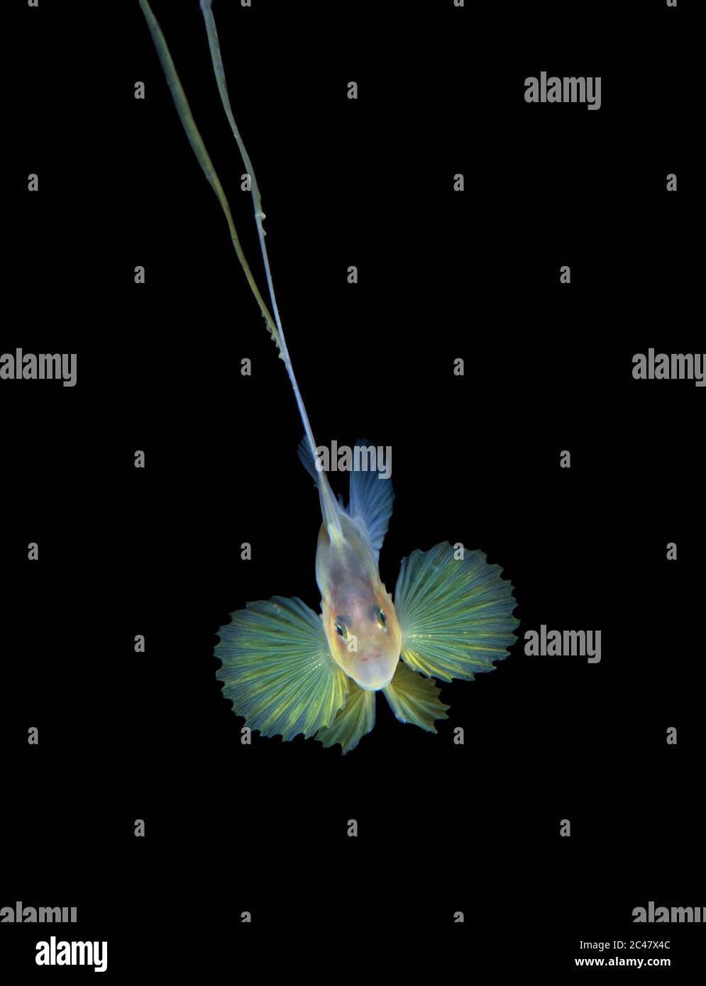 Barred Soapfish oder zweibänderige Soapfish , Diploprion bifasciatum, fotografiert während eines Schwarzwassertauchgangs. Anilao, Philippinen, Pazifischer Ozean Stockfoto