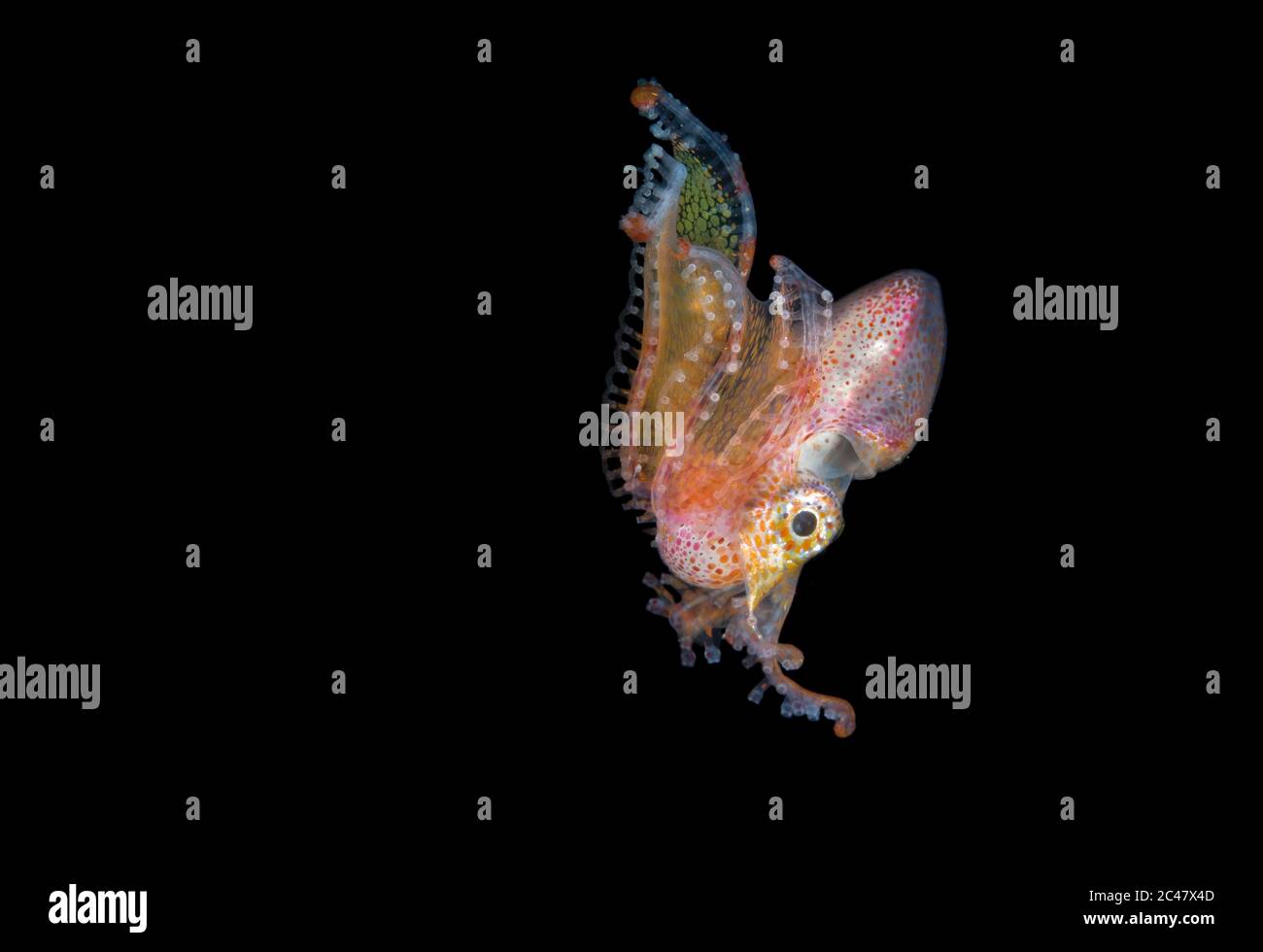 Pelagische männliche Decke Octopus, Tremoctopus-Arten, blackwater tauchen vor Anilao, Philippinen, Pazifischer Ozean Stockfoto