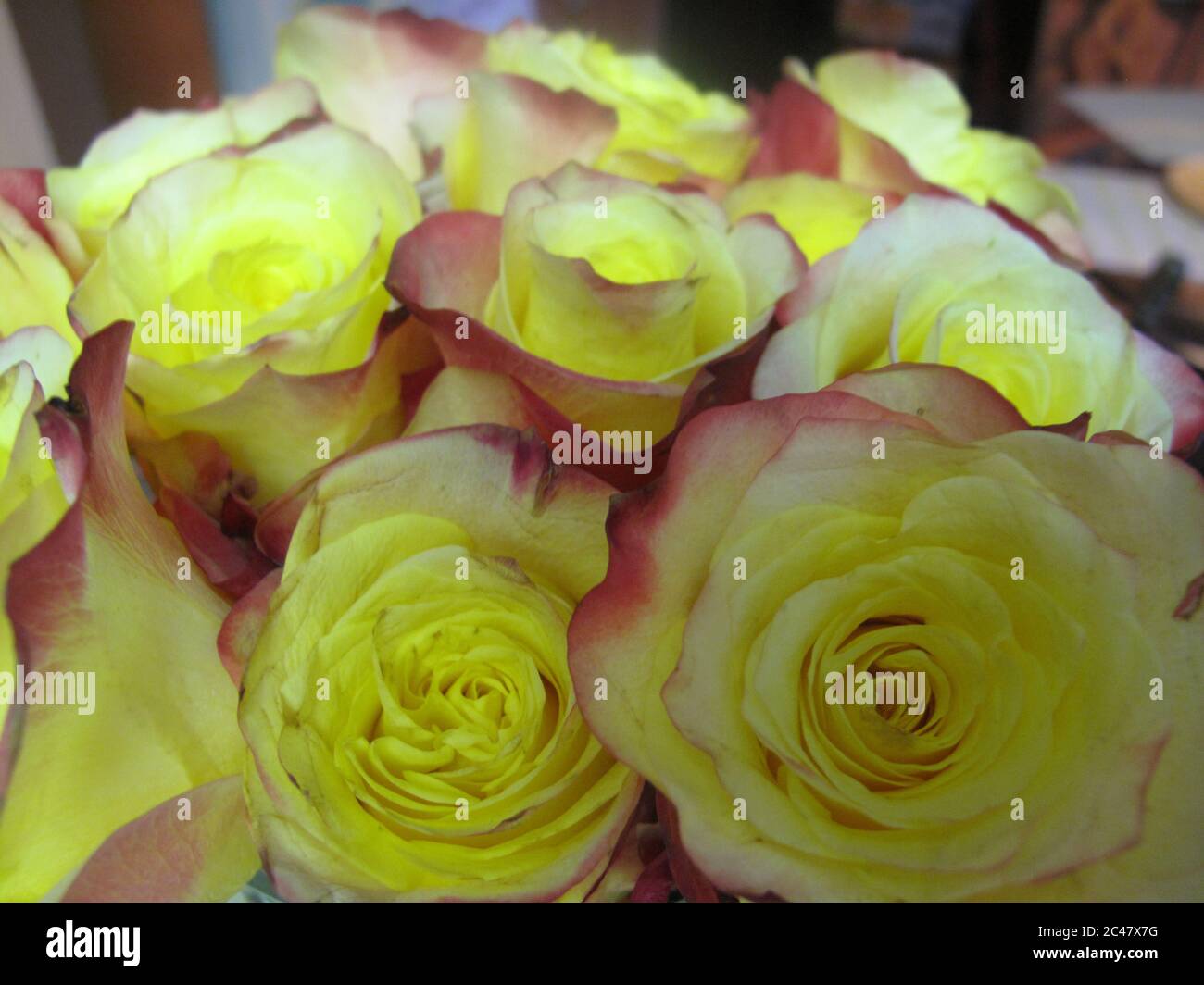 Künstlerische Nahaufnahme von verschwommenen Rosen in Rosa und Gelb Stockfoto