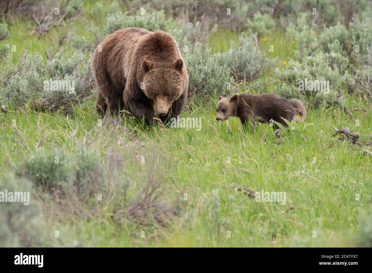 Bear 399 und Cubs Stockfoto