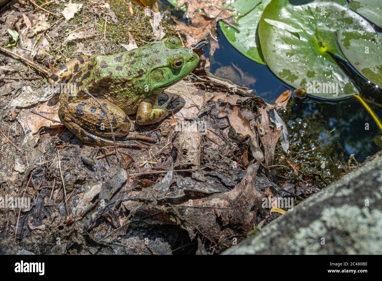 Ein Stierfrosch in einem kleinen Teich Stockfoto
