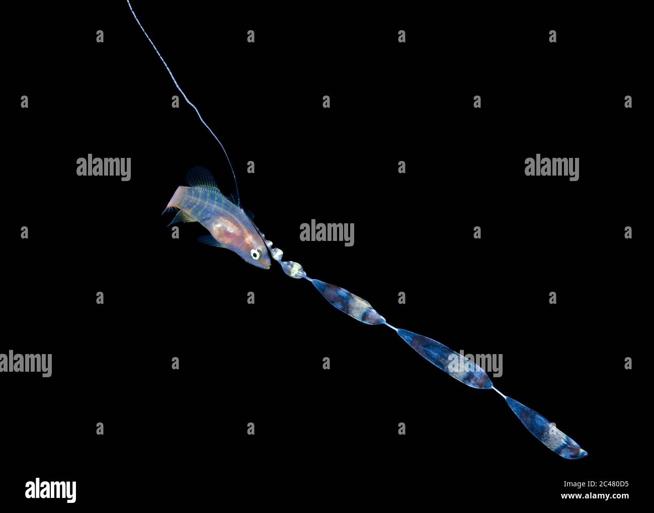 Eine Basslet Larve, Gattung Liopropoma, mit langen schönen Streamer, fotografiert auf einem schwarzen Wasser Drift Tauchgang in 30-50 Fuß Wasser mit dem Boden mor Stockfoto