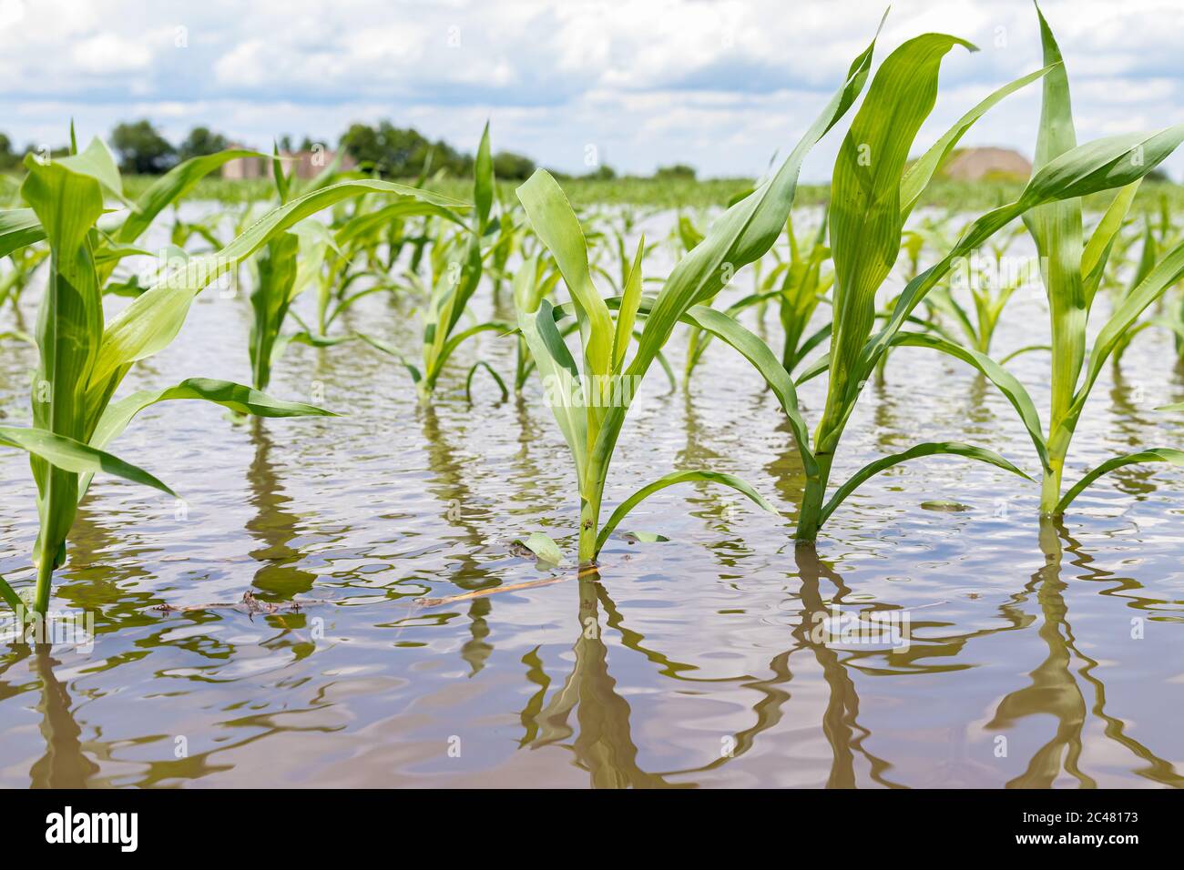 Maispflanzen stehen im Wasser in überflutetem Kornfeld. Schwere Regenfälle verursachten Überschwemmungen auf Farmen im Mittleren Westen. Konzept der Ernteschäden, Ernteversicherung Stockfoto