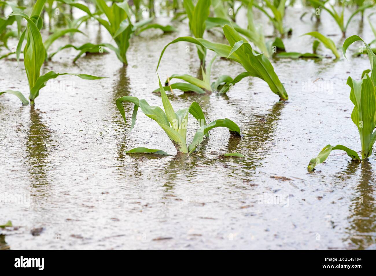 Maispflanzen stehen im Wasser in überflutetem Kornfeld. Schwere Regenfälle verursachten Überschwemmungen auf Farmen im Mittleren Westen. Konzept der Ernteschäden, Ernteversicherung Stockfoto